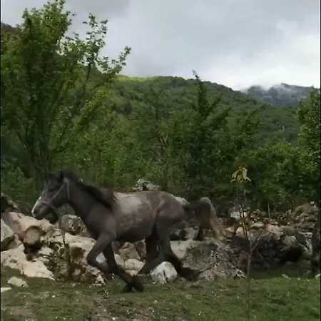Bujtina Zici Shkodër