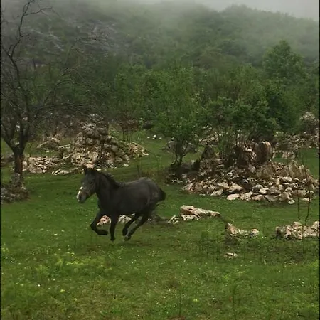 Bujtina Zici *